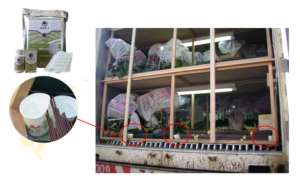 1-mcp bảo quản hoa lan xuất khẩu
