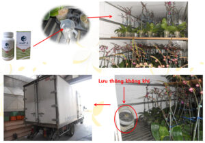 bao-quan-hoa-bang-ansip-1-mcp-1