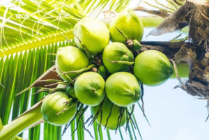 bảo quản dừa tươi xuất khẩu (3)