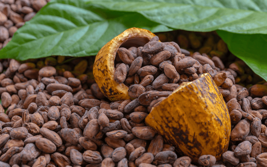 VQM Bao Quan Cacao Tho (1)