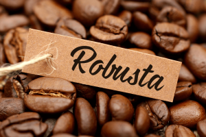 VQM giai phap bao quan ca phe robusta (2)